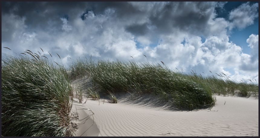 Dünen-Impression auf Norderney