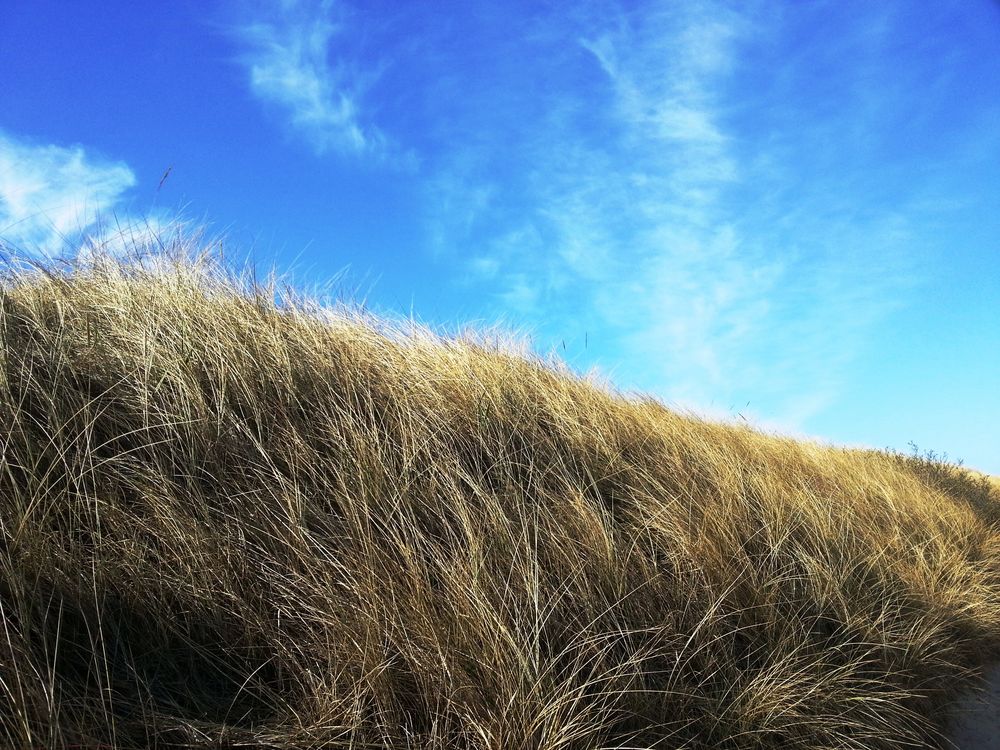 Dünen in Cuxhaven....