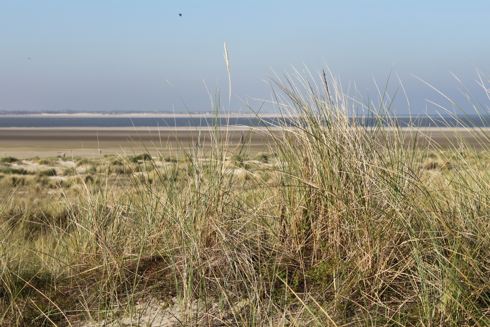 Dünen Langeoog