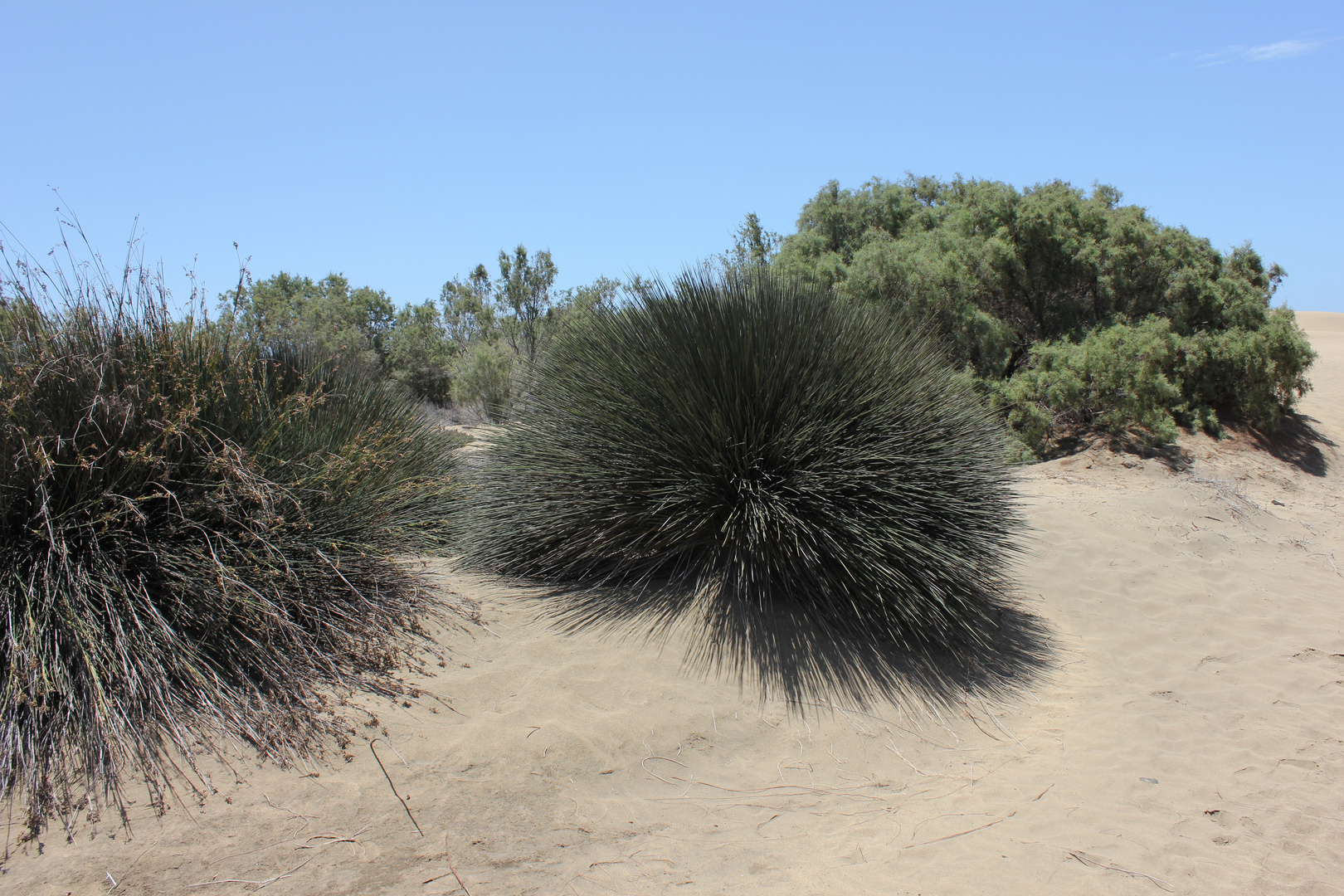 Dünen Maspalomas