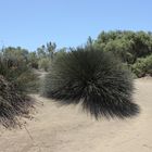 Dünen Maspalomas