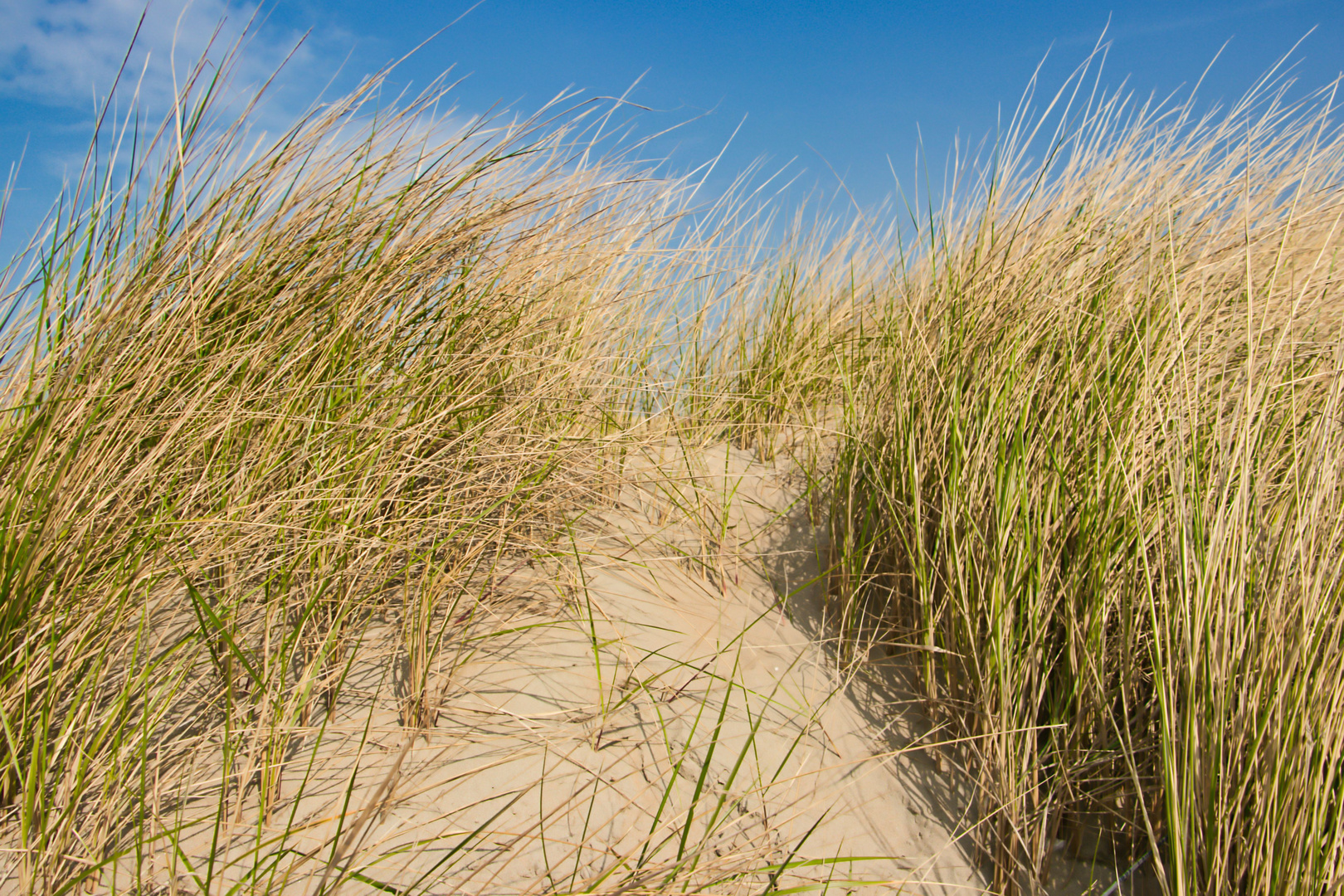 Dünen Noordwijk 2019 II