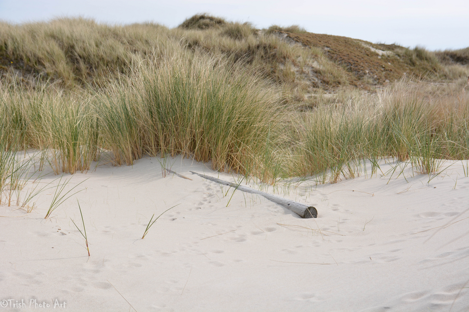 Dünen Nordsee