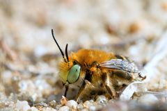  Dünen-Pelzbiene (Anthophora bimaculata)