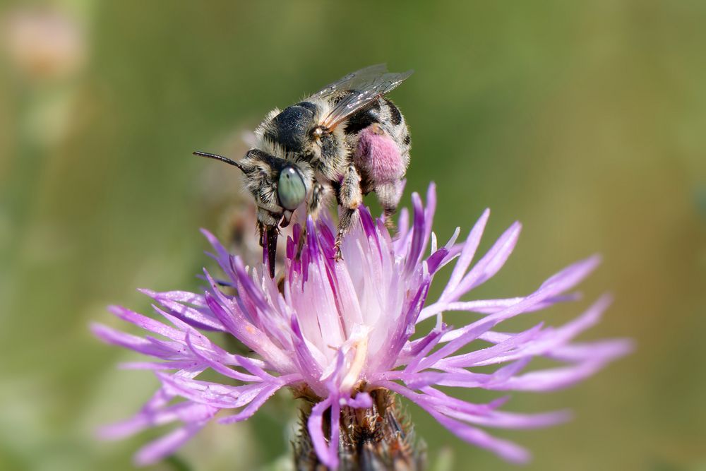 Dünen-Pelzbiene (Anthophora bimaculata)