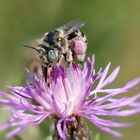 Dünen-Pelzbiene (Anthophora bimaculata)