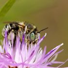 Dünen-Pelzbiene (Anthophora bimaculata)