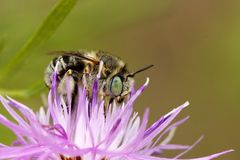 Dünen-Pelzbiene (Anthophora bimaculata)