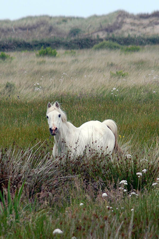 dünen-ponie