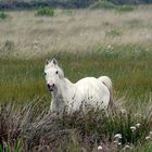 dünen-ponie