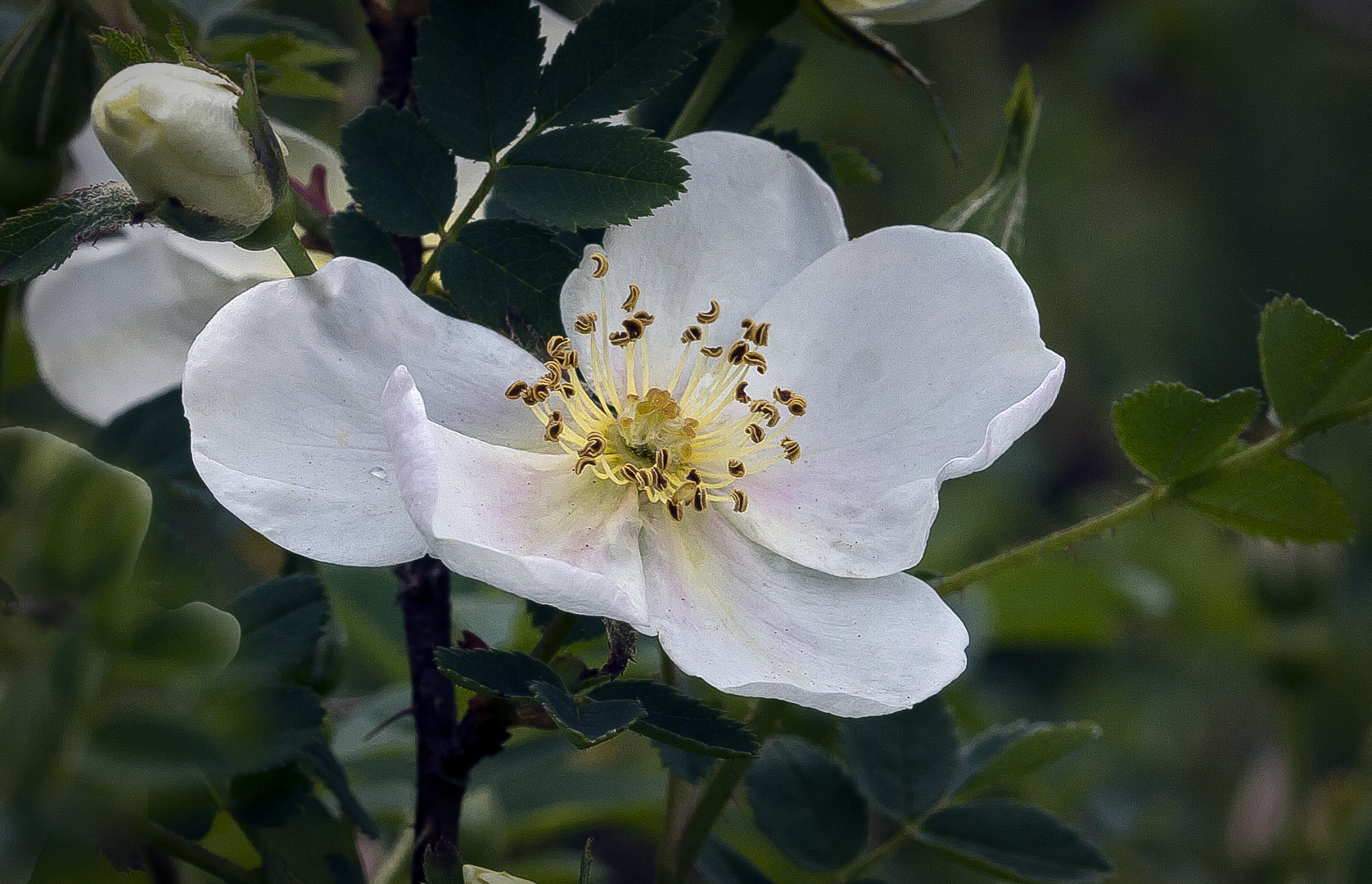 Dünen -Rose...