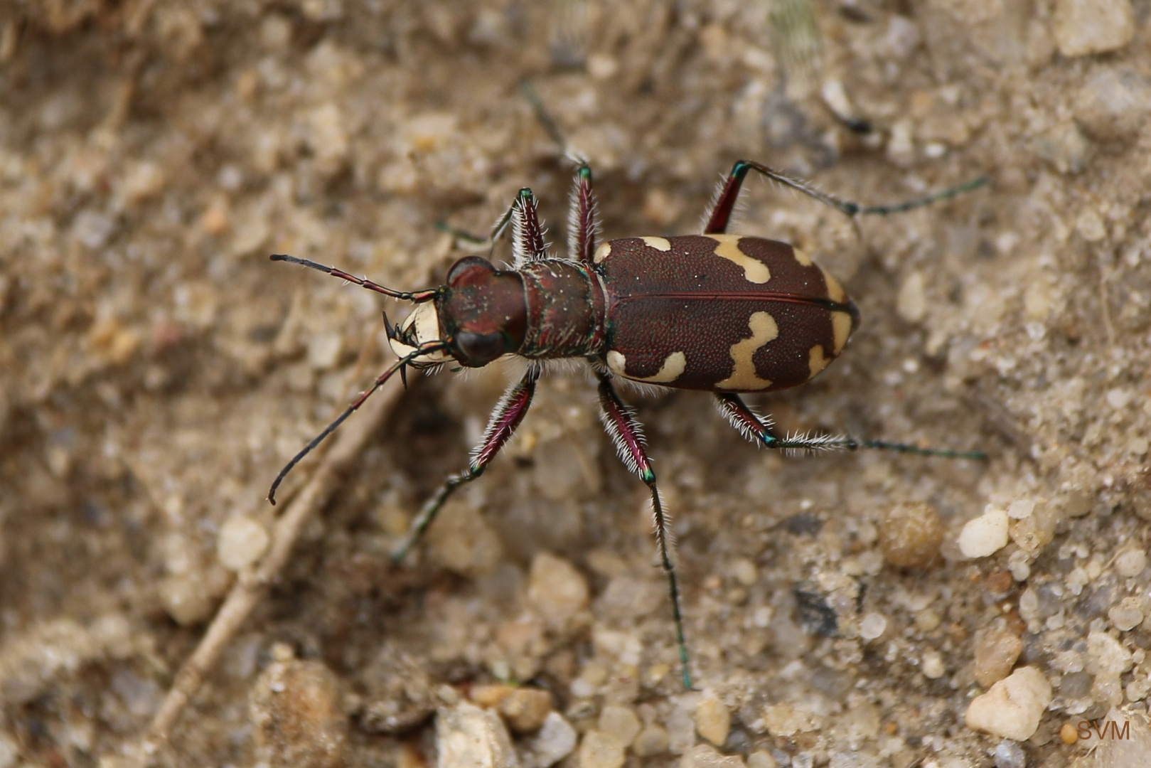 Dünen- Sandläufer oder auch Brauner Sandkäfer