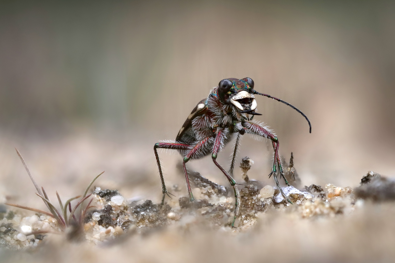 DünenSandlaufkäfer Foto & Bild tiere, wildlife, insekten Bilder auf