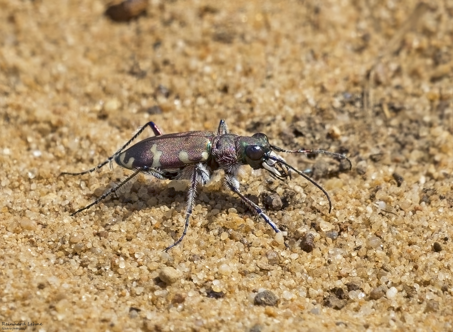  Dünen-Sandlaufkäfer