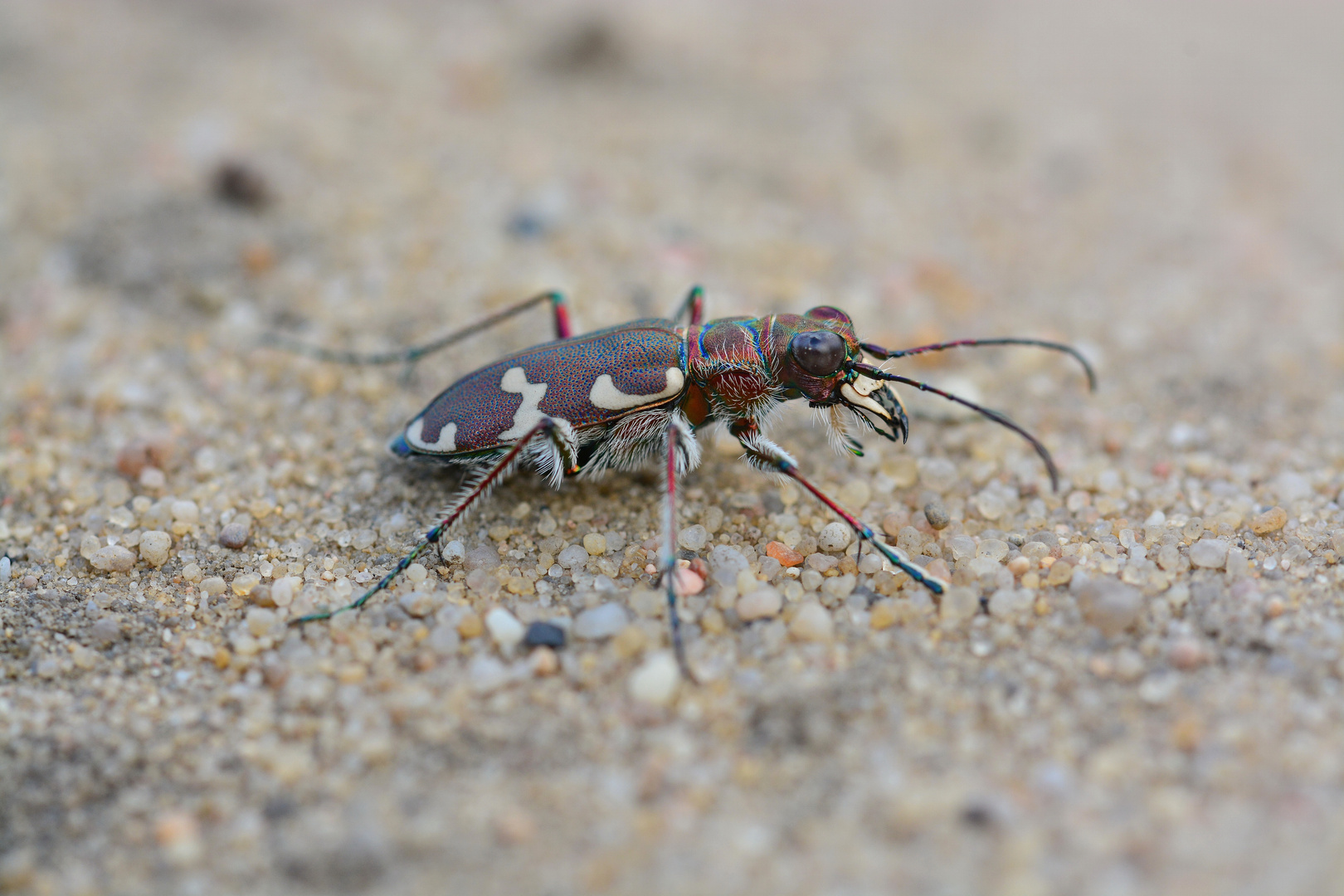 DünenSandlaufkäfer Foto & Bild tiere, wildlife, insekten Bilder auf