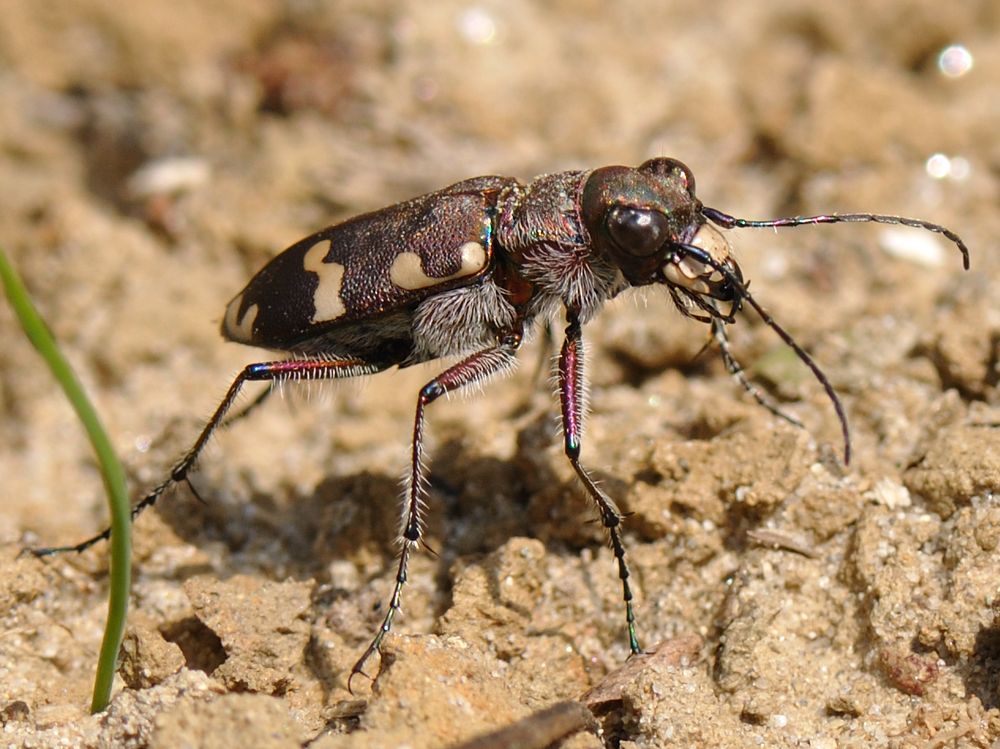 DünenSandlaufkäfer Foto & Bild tiere, wildlife, insekten Bilder auf