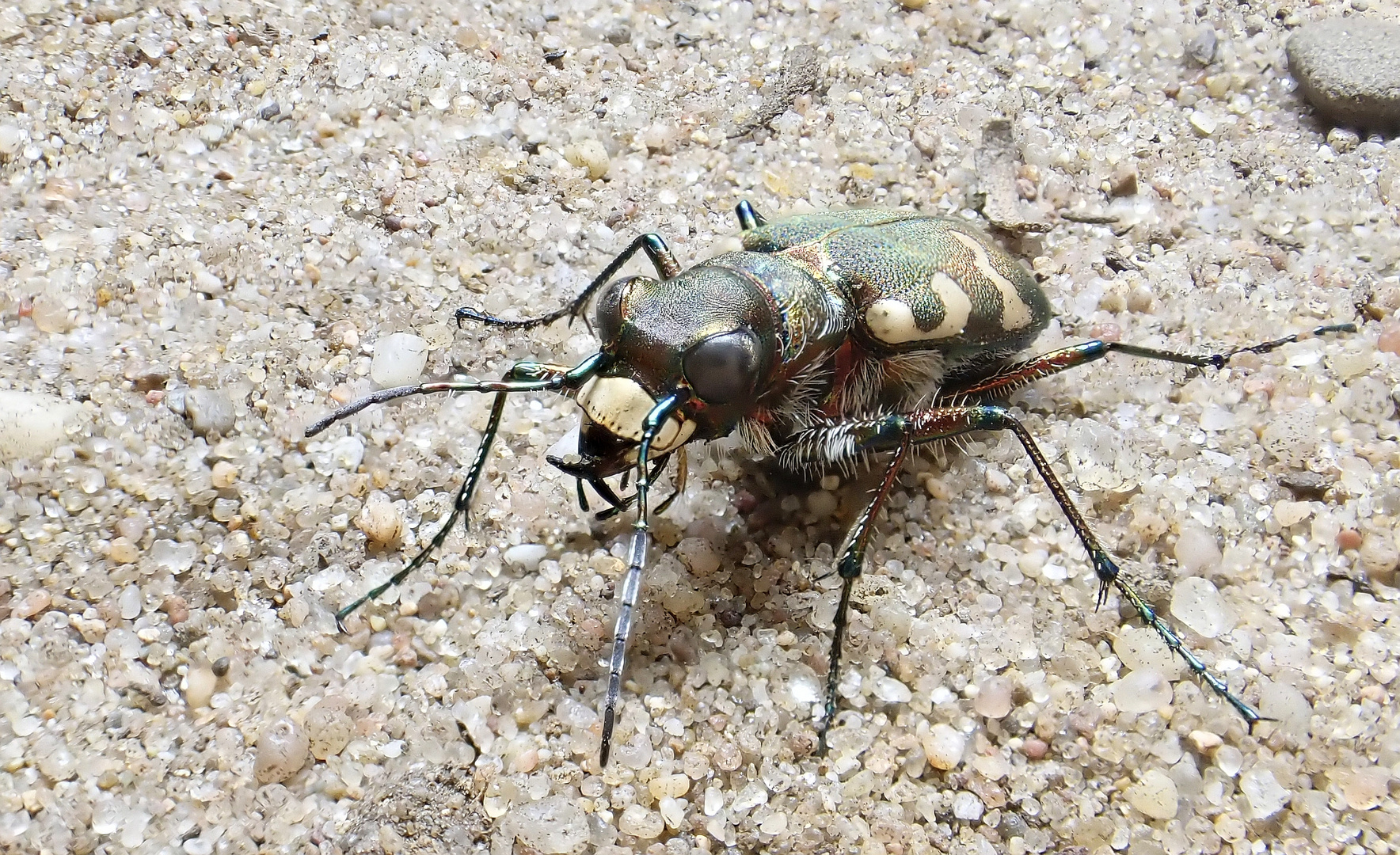 Dünen-Sandlaufkäfer (Cicindela hybrida)