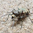 Dünen-Sandlaufkäfer (Cicindela hybrida)