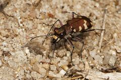 Dünen-Sandlaufkäfer (Cicindela hybrida)