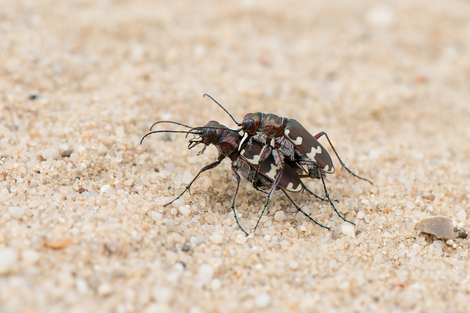 Dünen-Sandlaufkäfer (Cicindela hybrida)