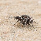 Dünen-Sandlaufkäfer (Cicindela hybrida)