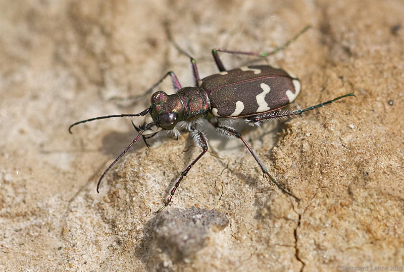 Dünen-Sandlaufkäfer (Cicindela hybrida)