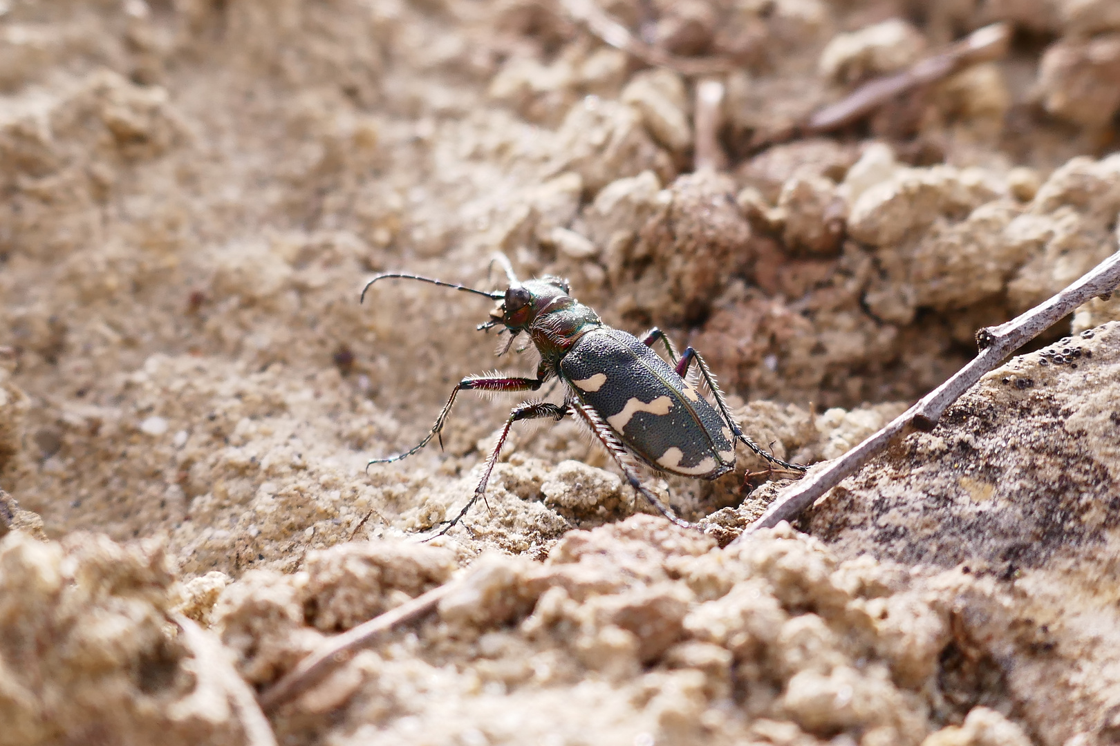 Dünen-Sandlaufkäfer, Cicindela hybrida