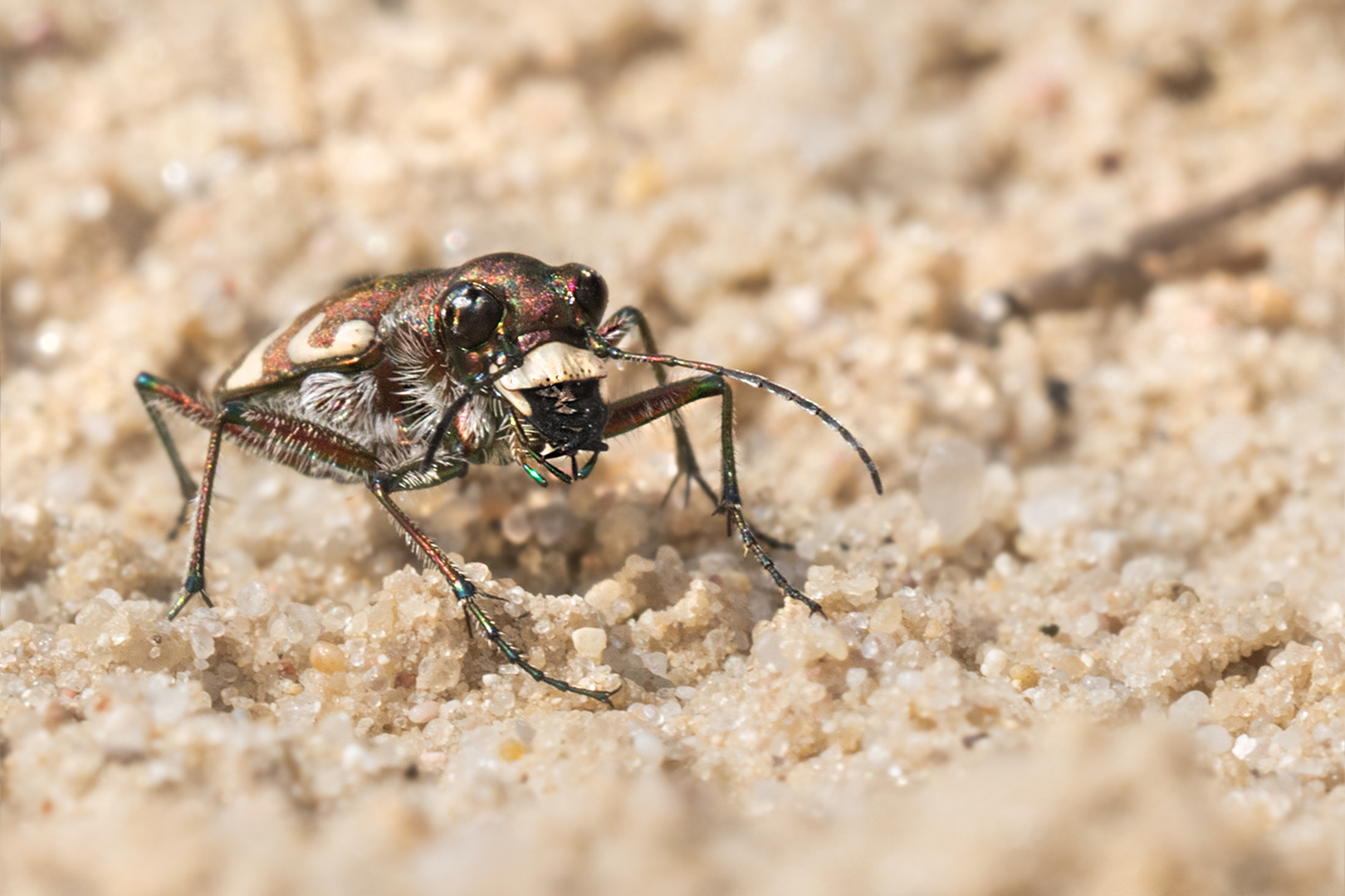 Dünen-Sandlaufkäfer (Cicindela hybrida)