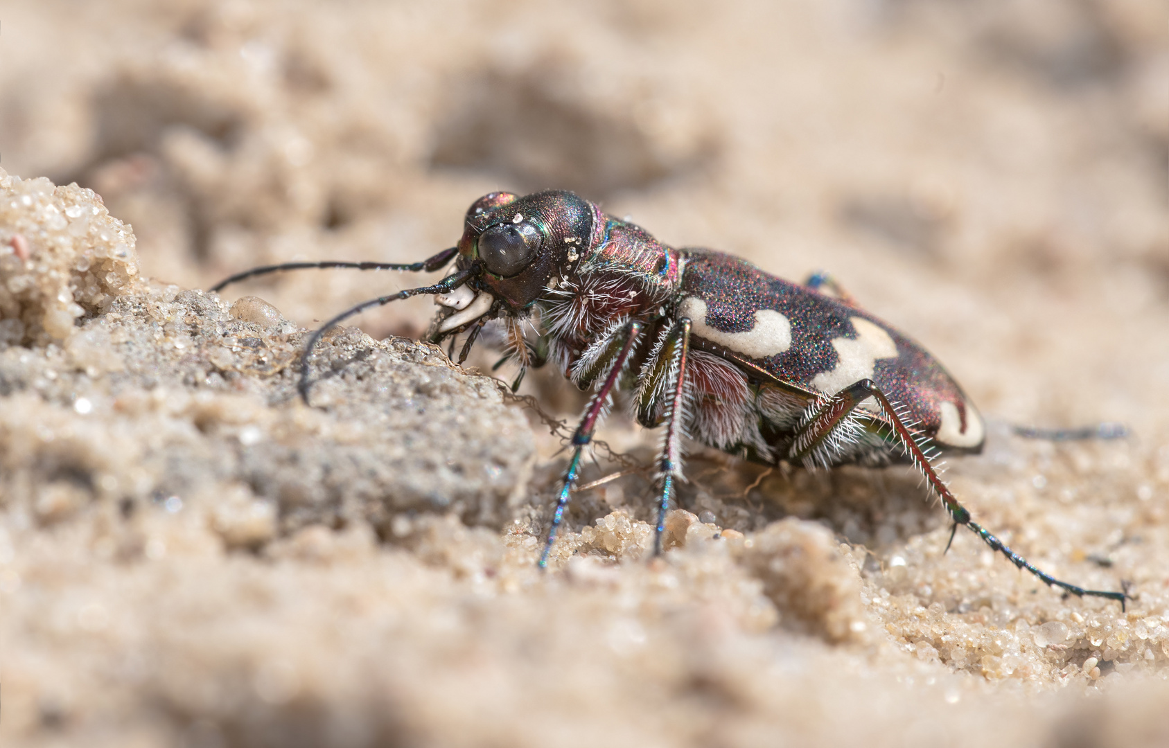 Dünen-Sandlaufkäfer (Cicindela hybrida)