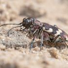 Dünen-Sandlaufkäfer (Cicindela hybrida)