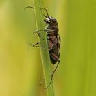 Dünen-Sandlaufkäfer (Cicindela hybrida) 