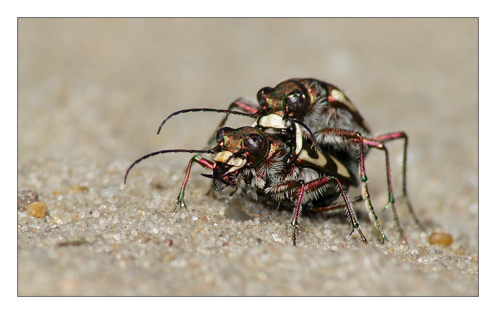 Dünen-Sandlaufkäfer (Cicindela hybrida)