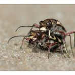 Dünen-Sandlaufkäfer (Cicindela hybrida)