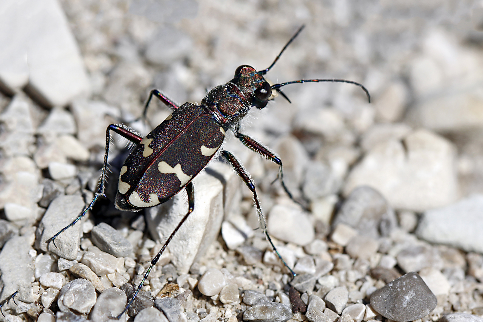 Dünen-Sandlaufkäfer (Cicindela hybrida)