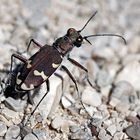 Dünen-Sandlaufkäfer (Cicindela hybrida)