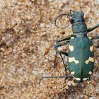 Dünen-Sandlaufkäfer (Cicindela hybrida)