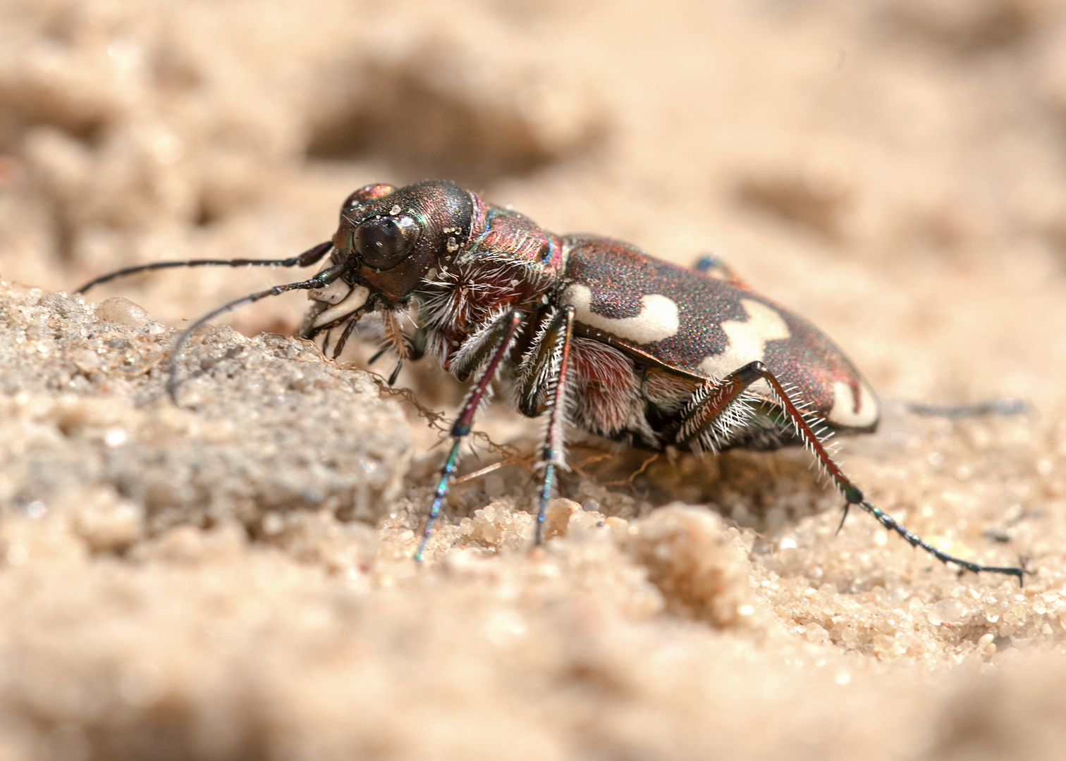 Dünen-Sandlaufkäfer (Cicindela hybrida)