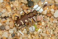 Dünen-Sandlaufkäfer (Cicindela hybrida)