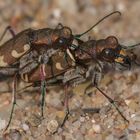 Dünen-Sandlaufkäfer (Cicindela hybrida) bei Paarung mit Ameise