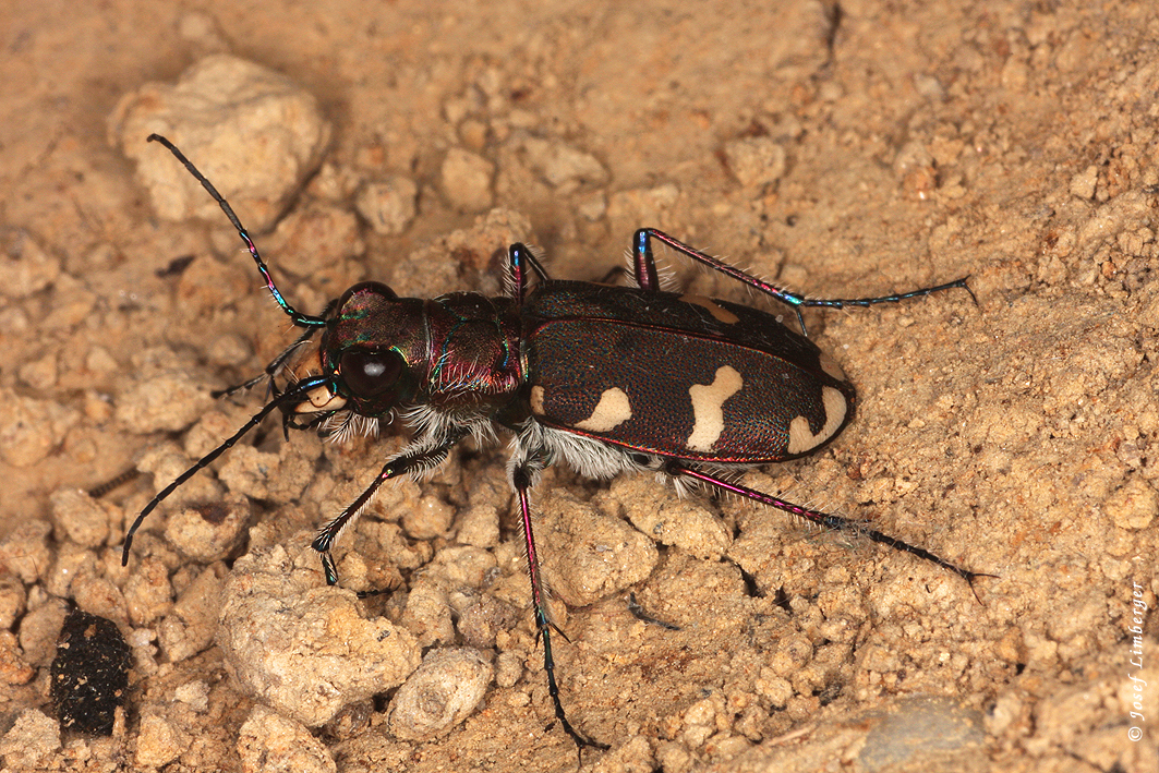 Dünen-Sandlaufkäfer  (Cicindela hybrida) Copyright Josef Limberger 