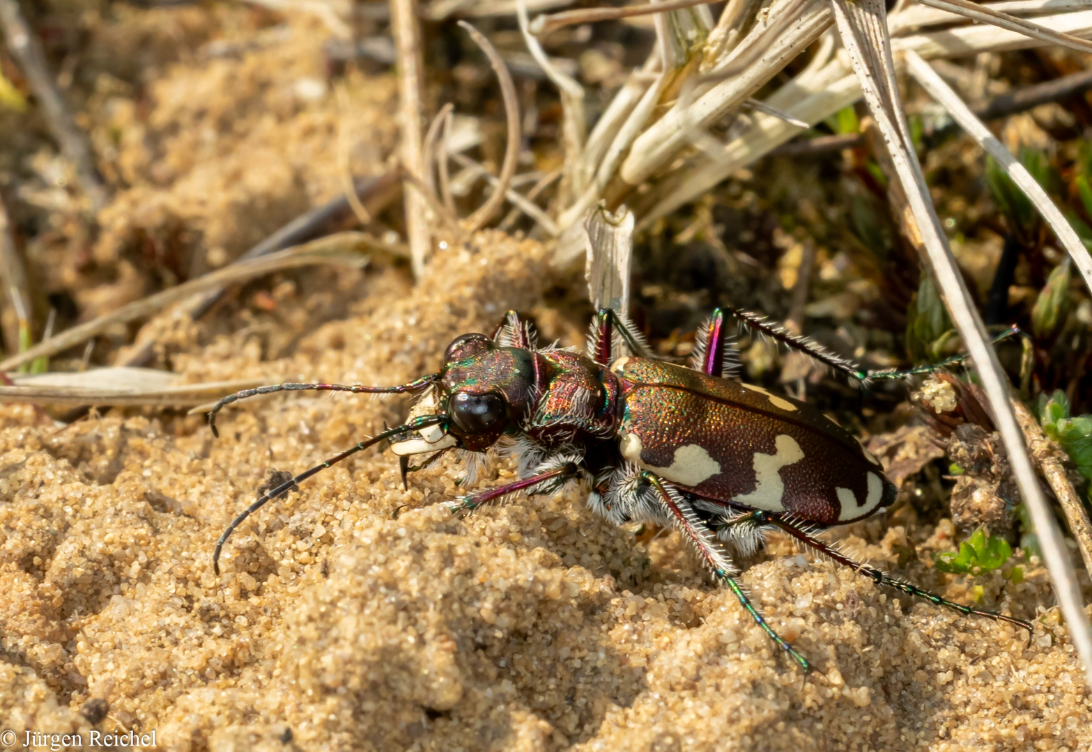 Dünen-Sandlaufkäfer (Cicindela hybrida) 