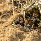 Dünen-Sandlaufkäfer (Cicindela hybrida) 