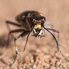 Dünen-Sandlaufkäfer (Cicindela hybrida) II