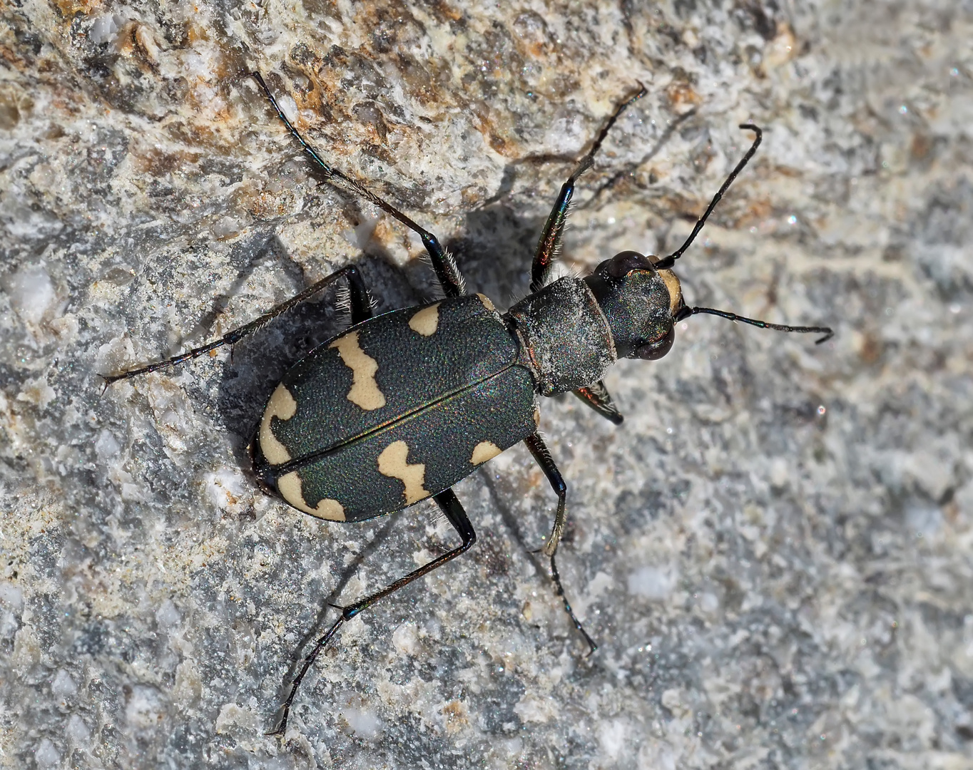 Dünen-Sandlaufkäfer (Cicindela hybrida) - La Cicindèle hybride.