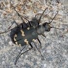 Dünen-Sandlaufkäfer (Cicindela hybrida) - La Cicindèle hybride.