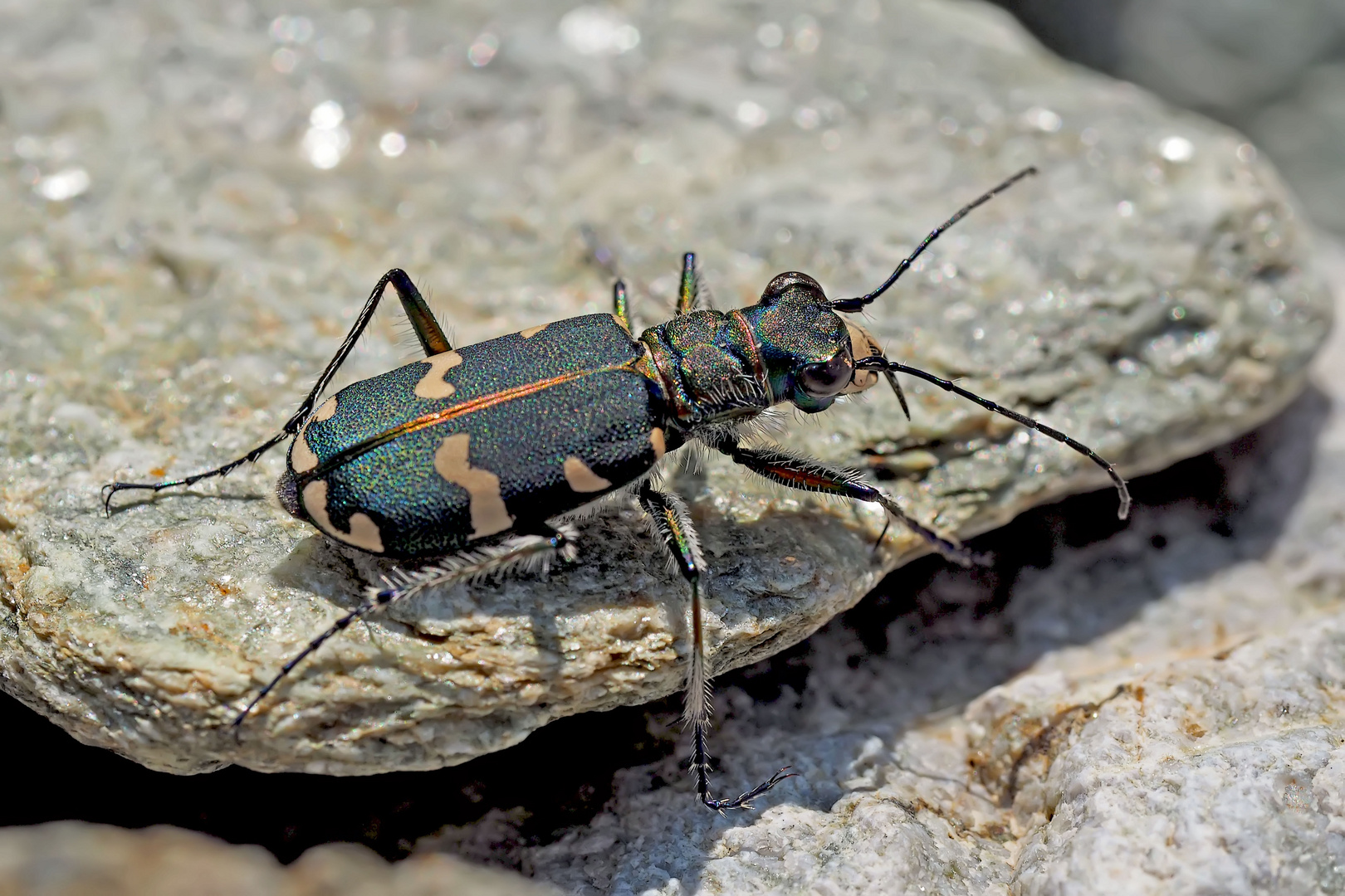 Dünen-Sandlaufkäfer (Cicindela hybrida) - La Cicindèle hybride.