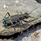 Dünen-Sandlaufkäfer (Cicindela hybrida) - La Cicindèle hybride.