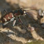 Dünen – Sandlaufkäfer: Ein windscheuer Geselle?