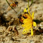 Dünen-Sandlaufkäfer: Larve, Fangsprung erfolglos ...