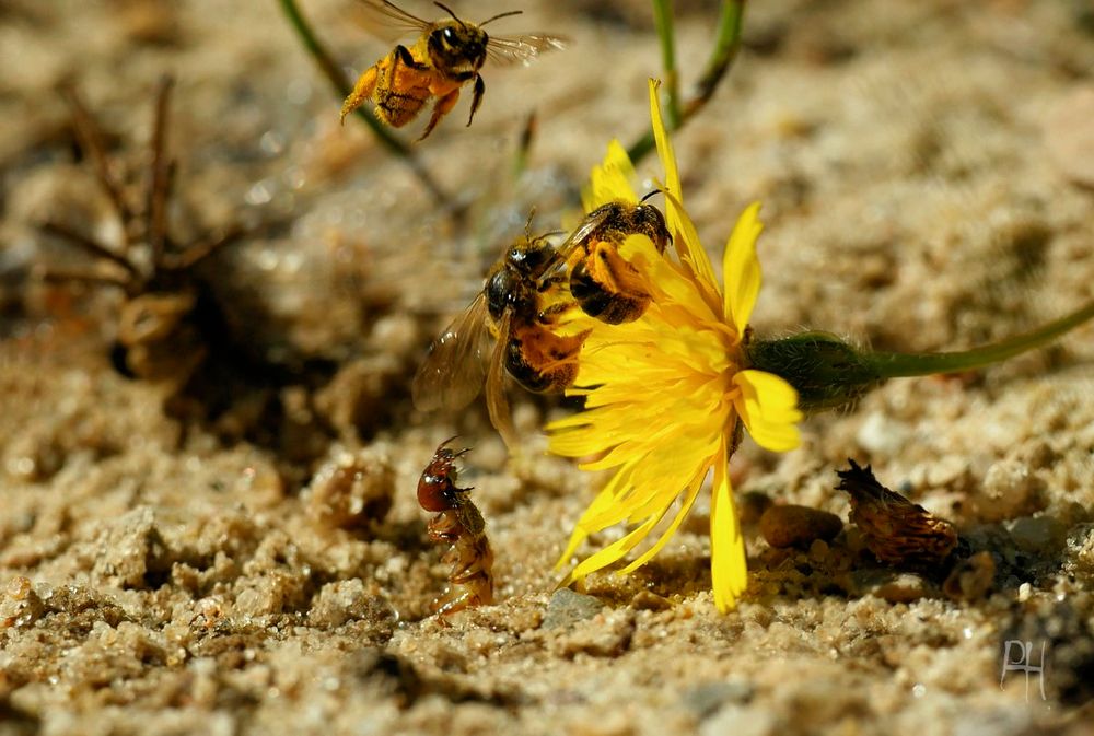 Dünen-Sandlaufkäfer: Larve, Fangsprung erfolglos ...